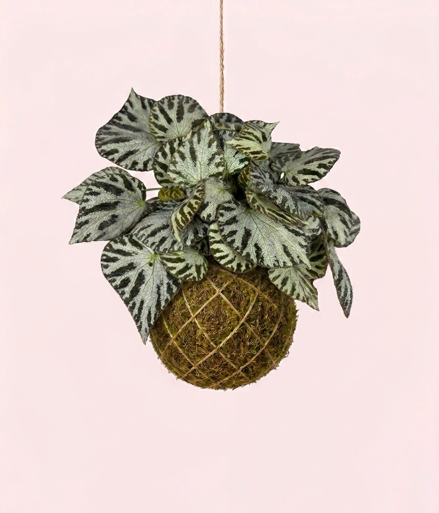 Kokedama | Begonia 'Silver Jewel' Kokedama Tropical Corner
