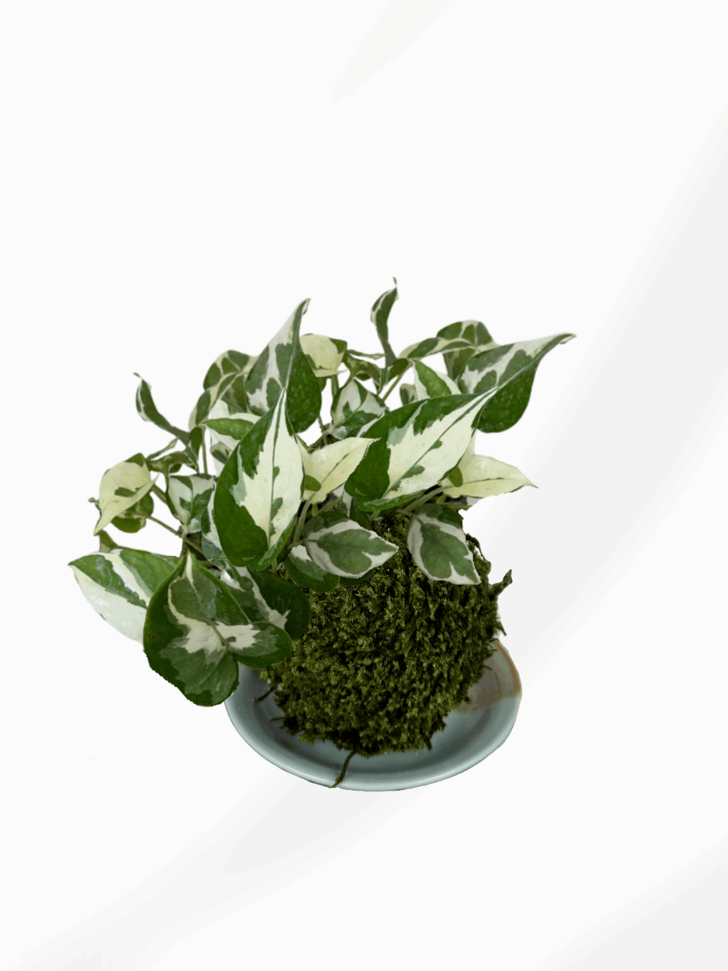 Kokedama | Epipremnum N’Joy