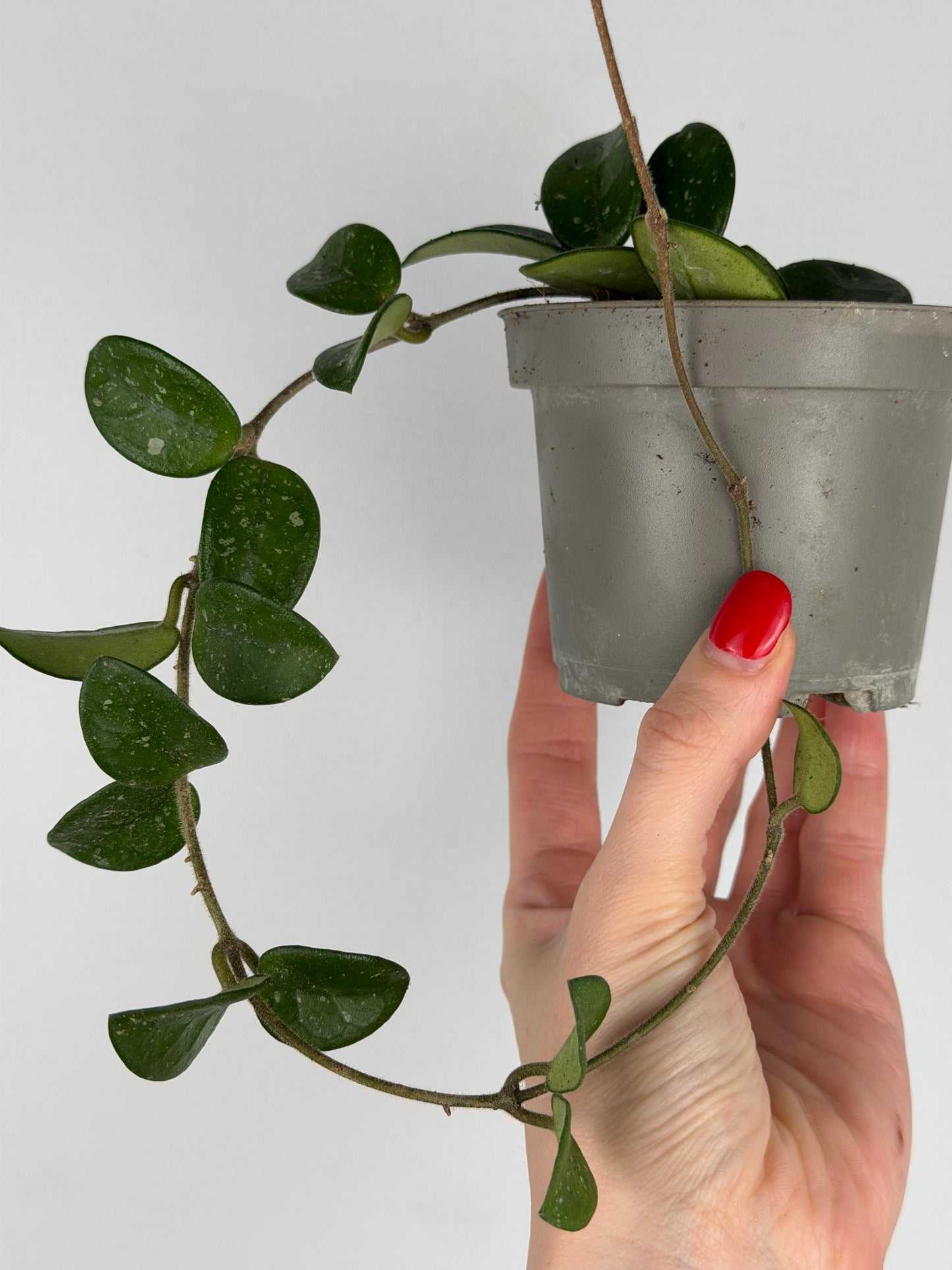 Hoya Mathilde Splash | Sara Tropical Corner