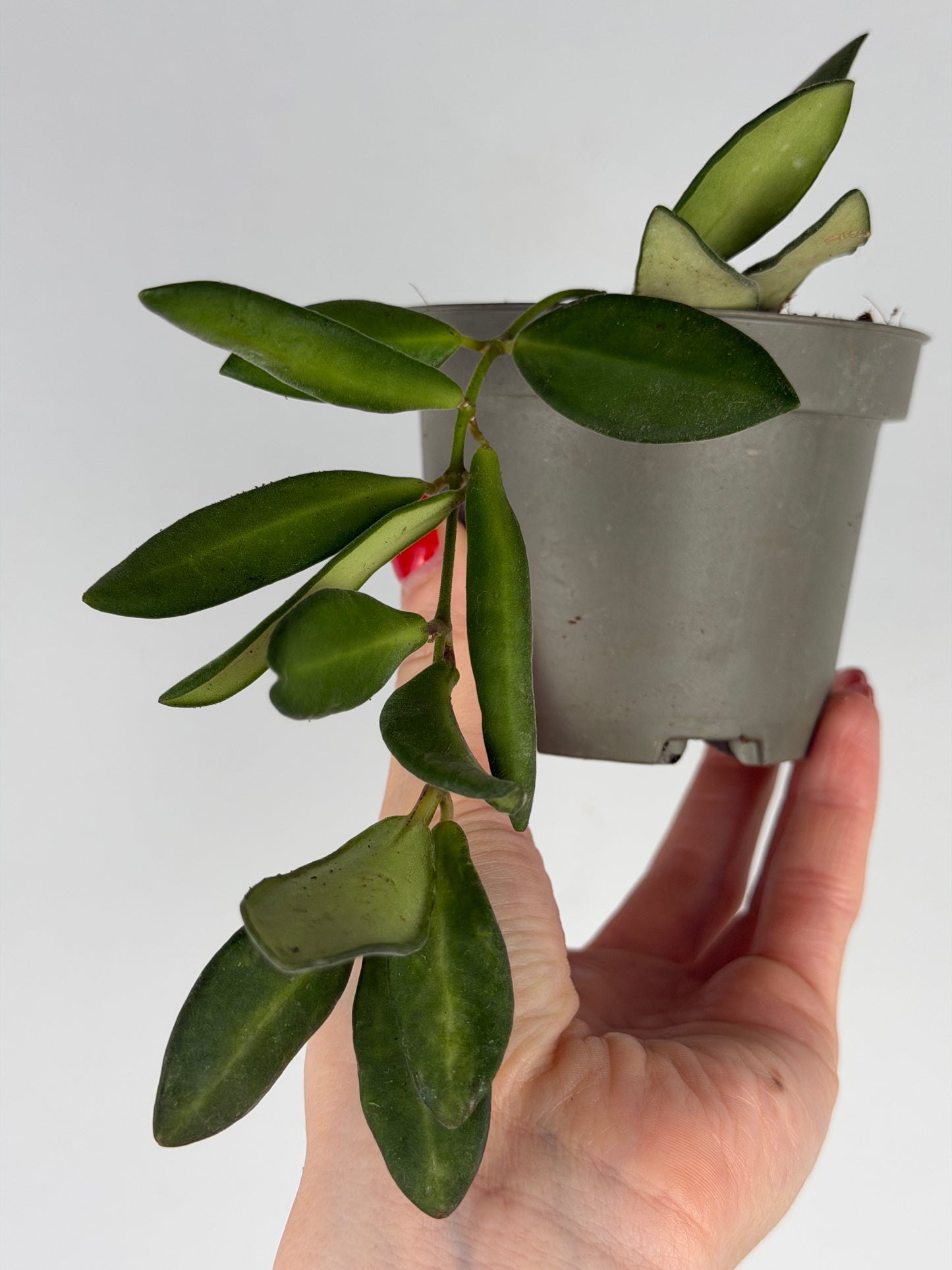 Hoya Burtoniae | Clara Tropical Corner