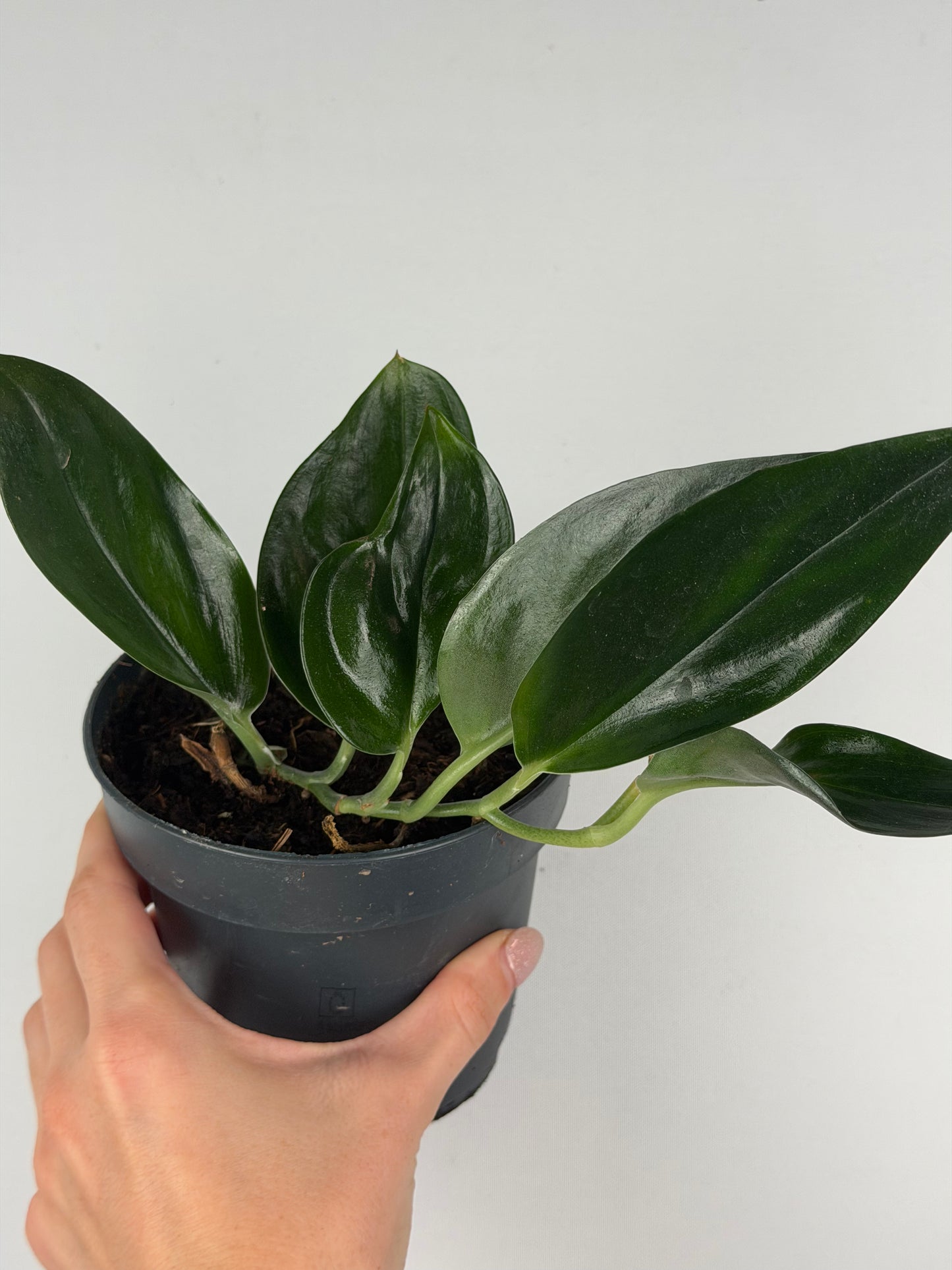 Scindapsus Treubii 'Dark Form' | Roberto Tropical Corner