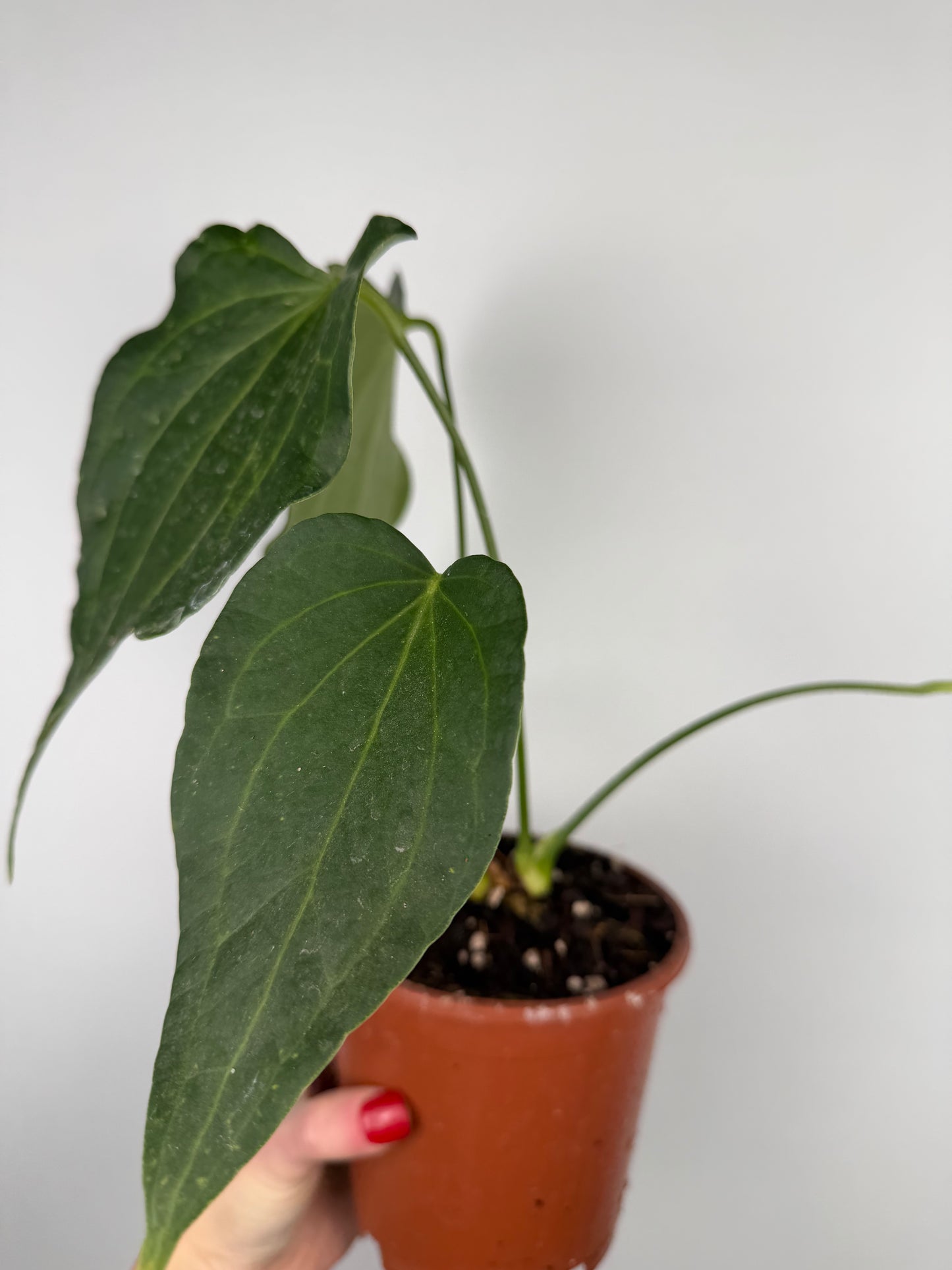 Anthurium Delta Force | Maverik Anthurium Tropical Corner