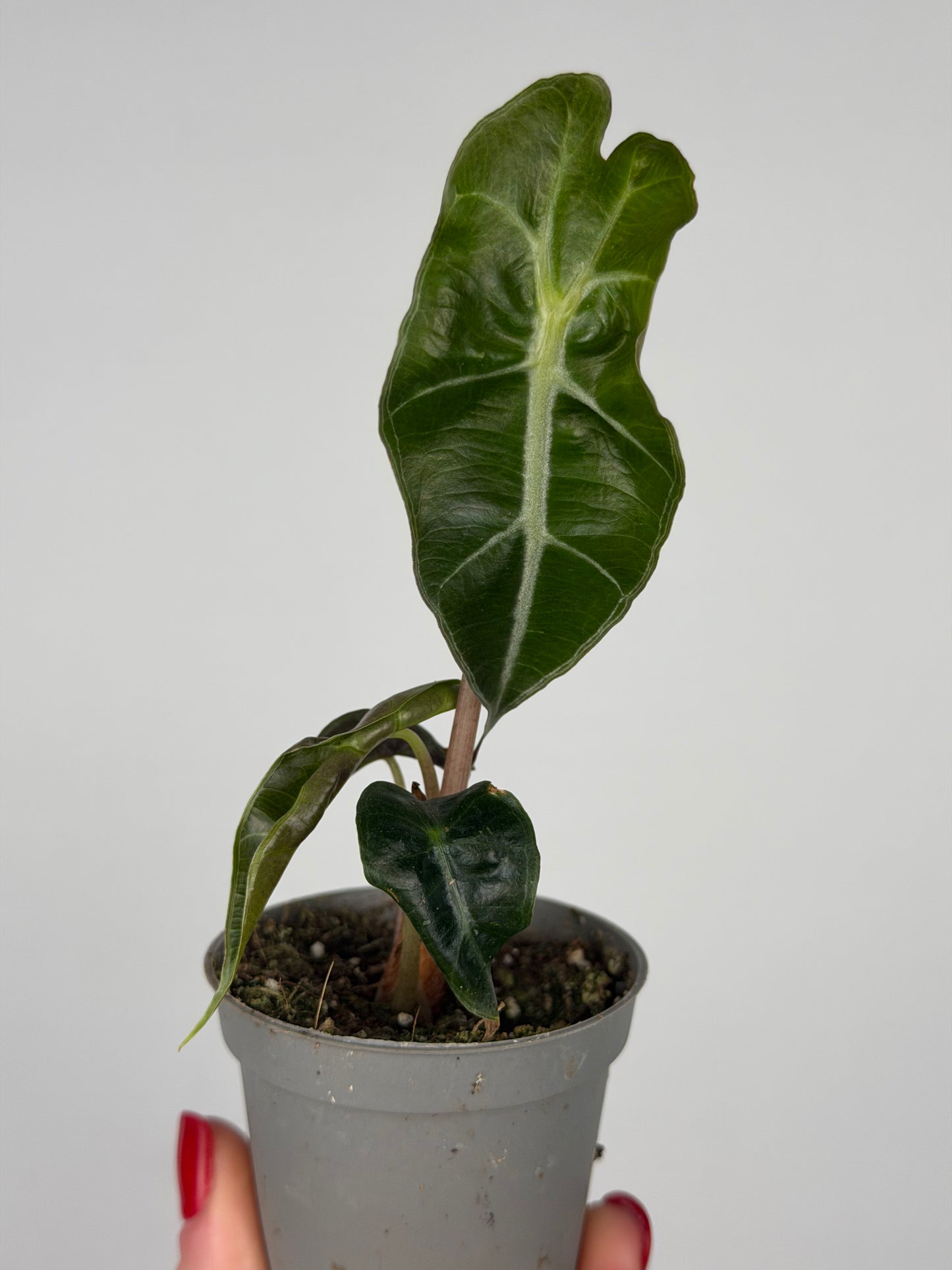 Alocasia Amazonica 'Polly' | Ottavia