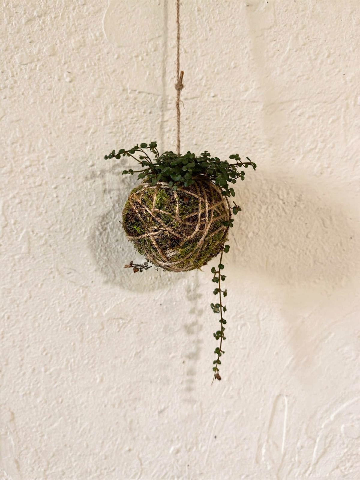 Baby Kokedama | Pilea Glaucophylla Greyzy