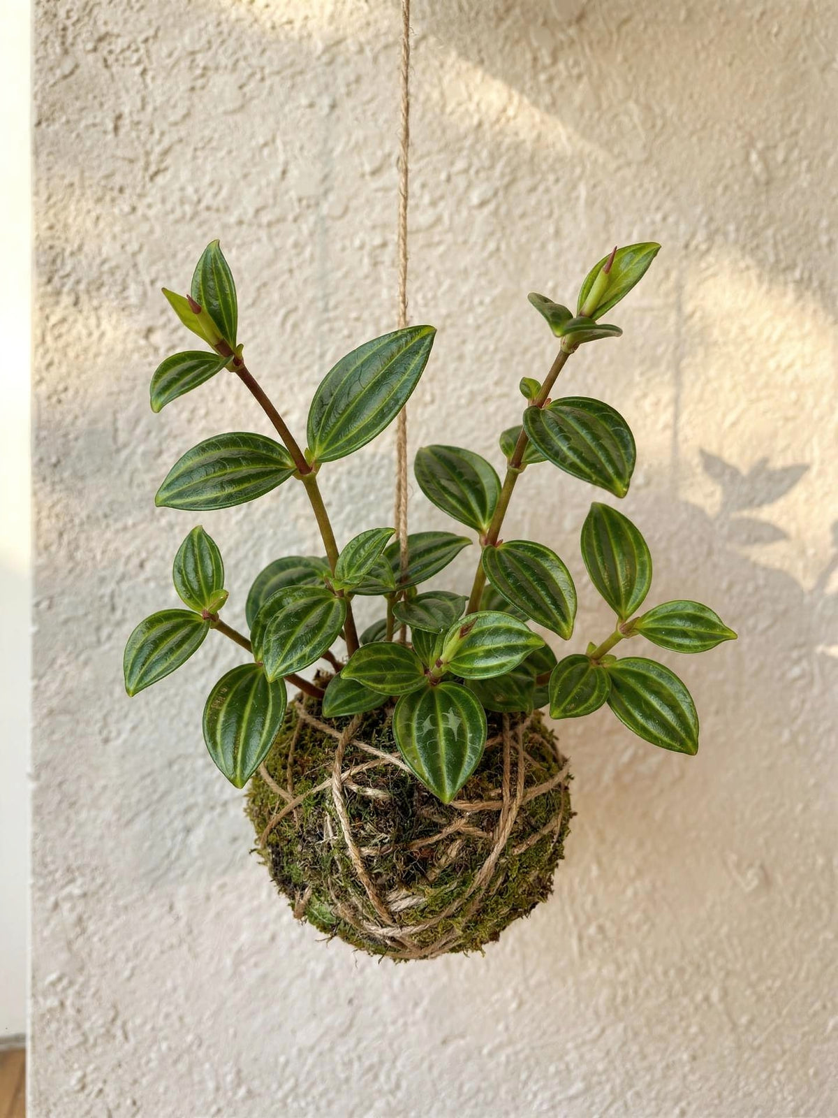 Baby Kokedama | Peperomia 'Stripes'
