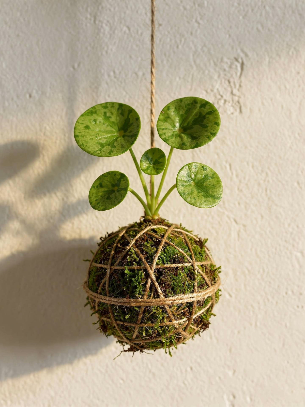 Baby Kokedama | Pilea Peperomioides 'Mojito'