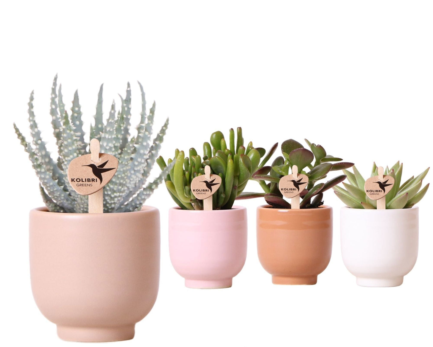 SuccuSet 'Glazed pot' Succuset Tropical Corner