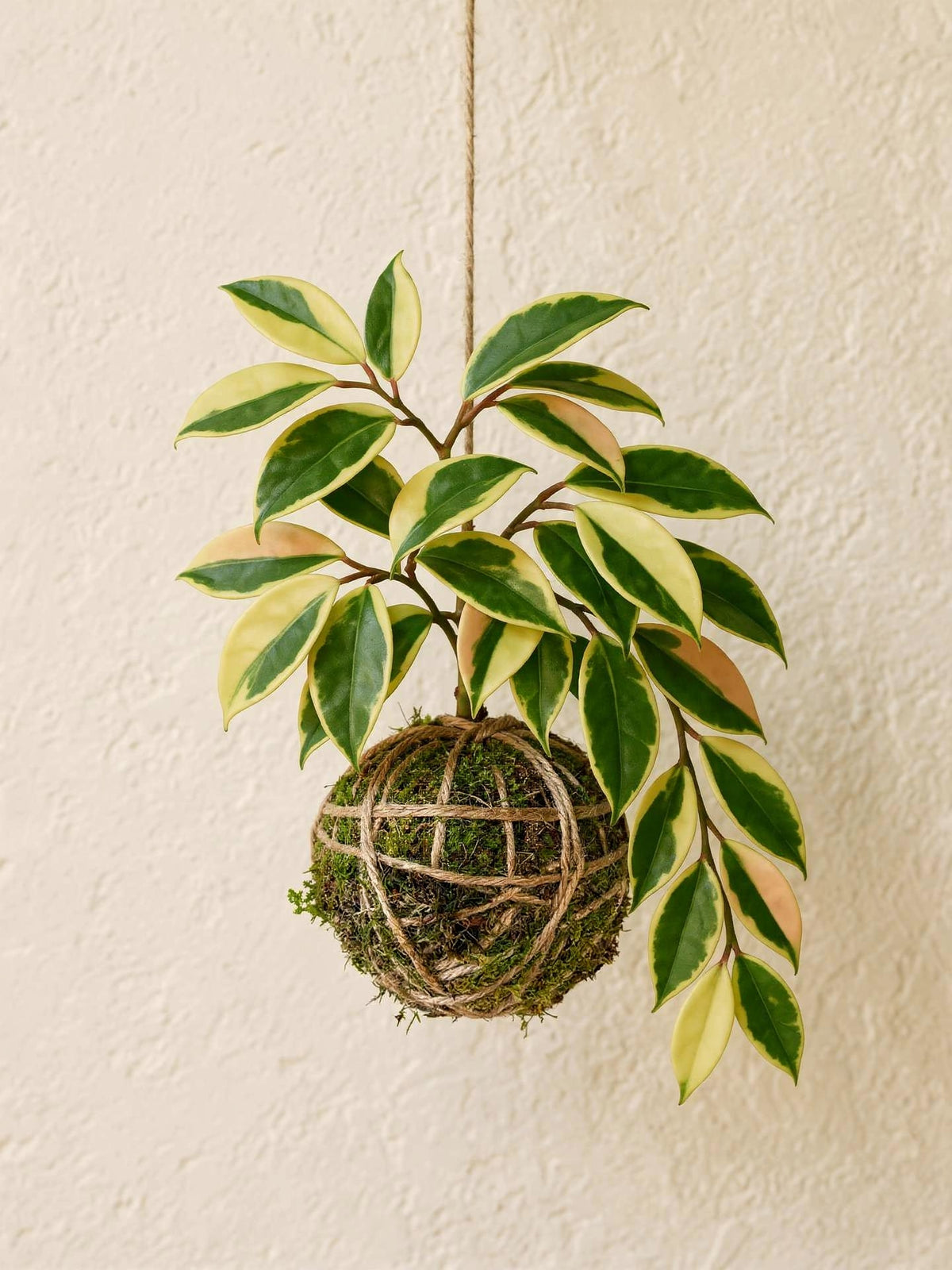 Kokedama | Hoya Krimson Queen