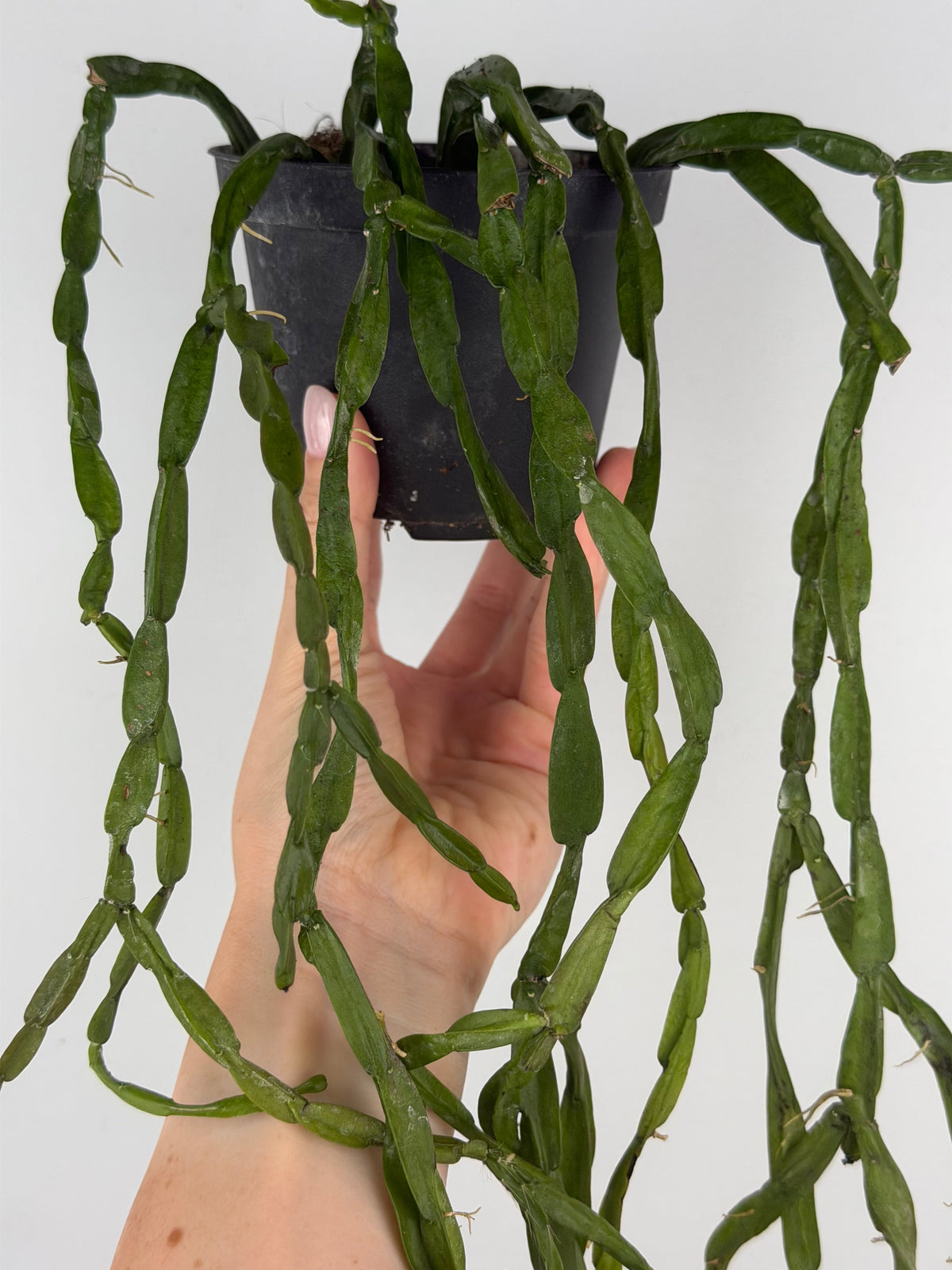 Rhipsalis Paradoxa: Complete Guide to Growing and Caring for the Chain Cactus