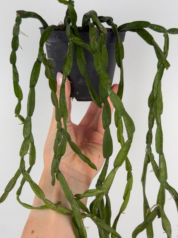 Rhipsalis Paradoxa: Guida Completa alla Coltivazione e Cura del Cactus a Catena