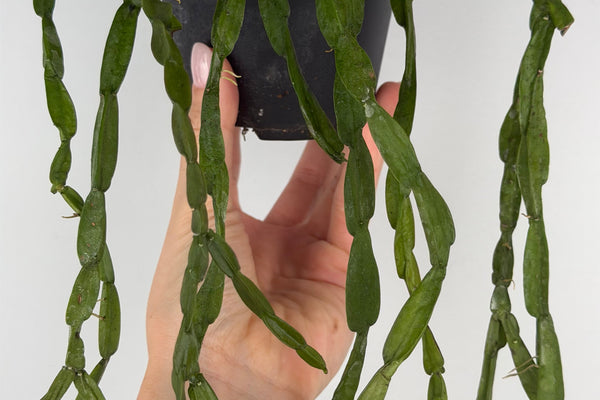 Rhipsalis Paradoxa: Guida Completa alla Coltivazione e Cura del Cactus a Catena