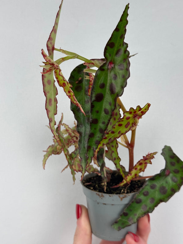 Begonia Amphioxus: guida completa per la cura della star del Borneo