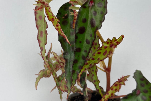 Begonia Amphioxus: guida completa per la cura della star del Borneo