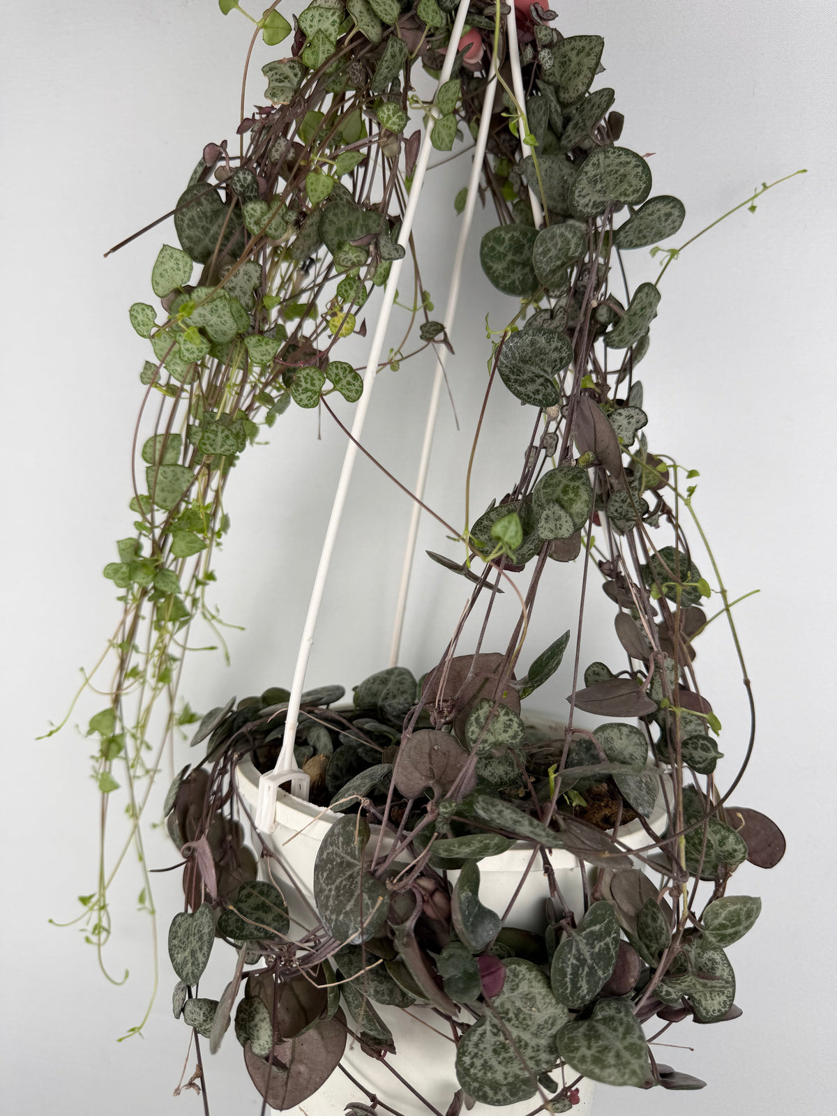 Ceropegia: Guida alla Cura