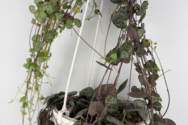 Ceropegia: Guida alla Cura