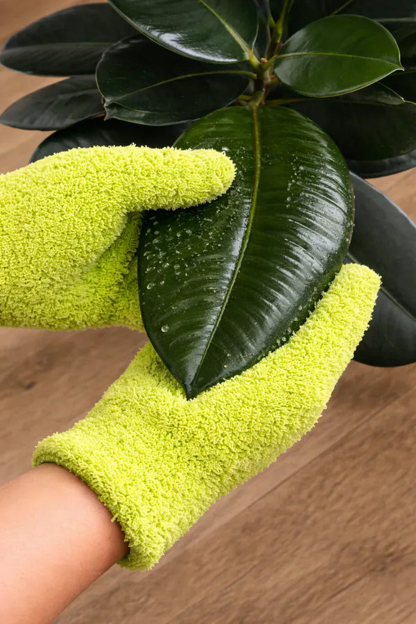 Pulire le foglie delle piante: è davvero importante?