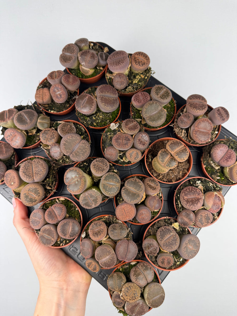 Lithops: Come Curare e Coltivare i Sassi Viventi