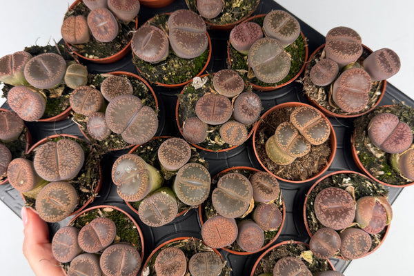 Lithops: Come Curare e Coltivare i Sassi Viventi