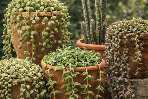 Senecio: varietà, caratteristiche e come coltivare queste affascinanti succulente