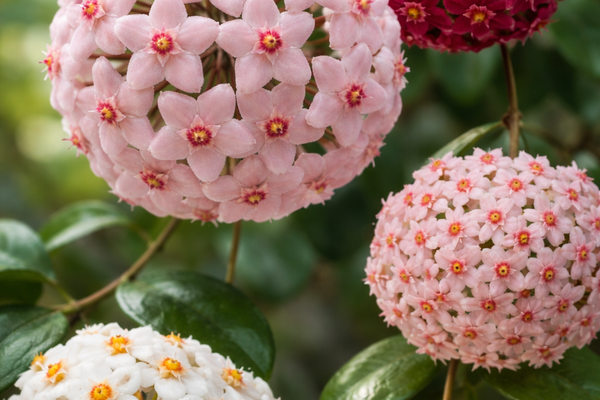Hoya: guida completa per la cura della pianta dai fiori di cera
