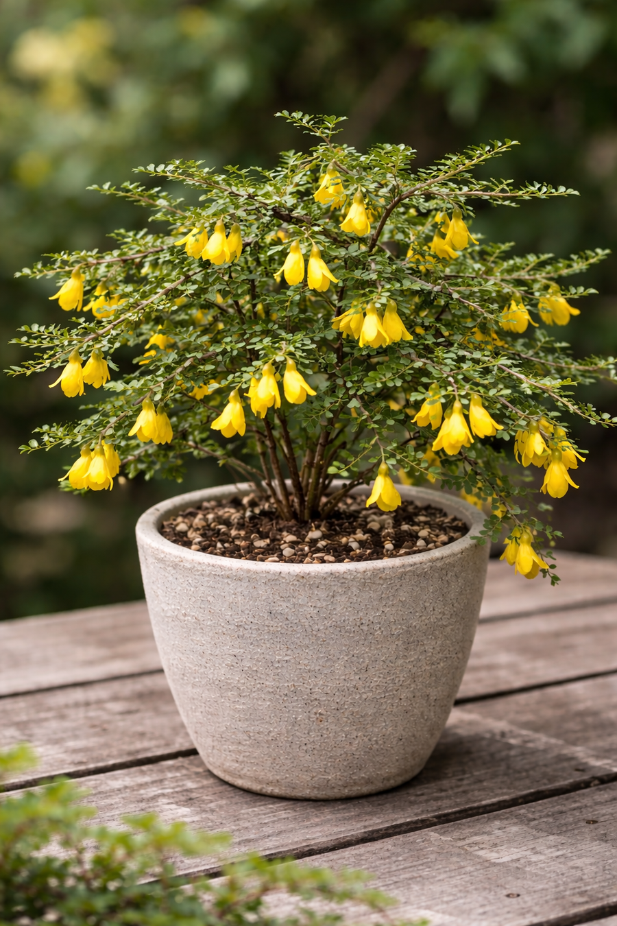 Una scultura: la Sophora Prostrata