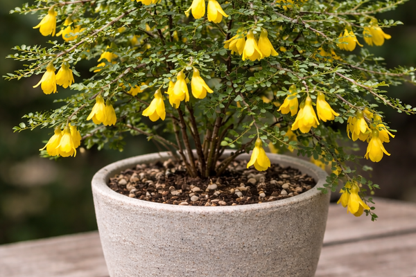 Una scultura: la Sophora Prostrata