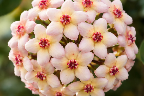 Perché la mia Hoya non fiorisce? Consigli per stimolare la fioritura