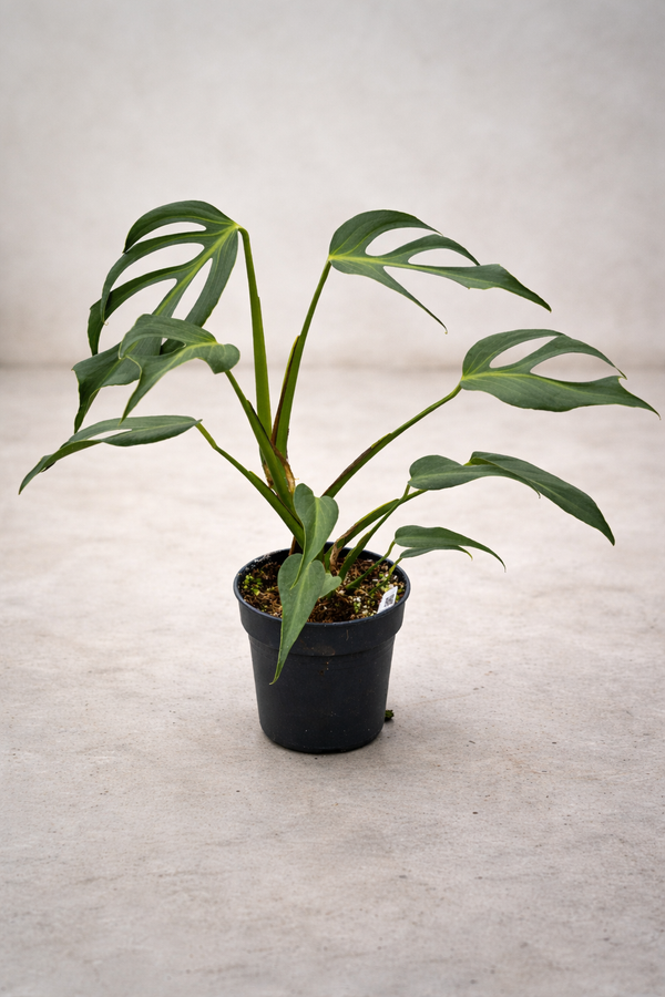 La Monstera Burle Marx Flame: la pianta rara che conquista tutti