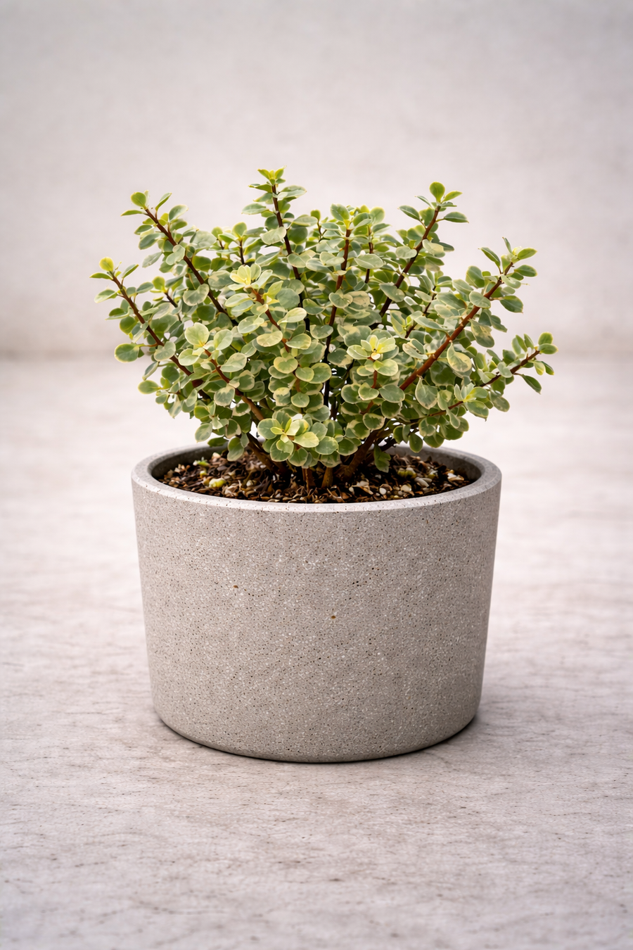 Un albero in formato mini: la Portulacaria Afra