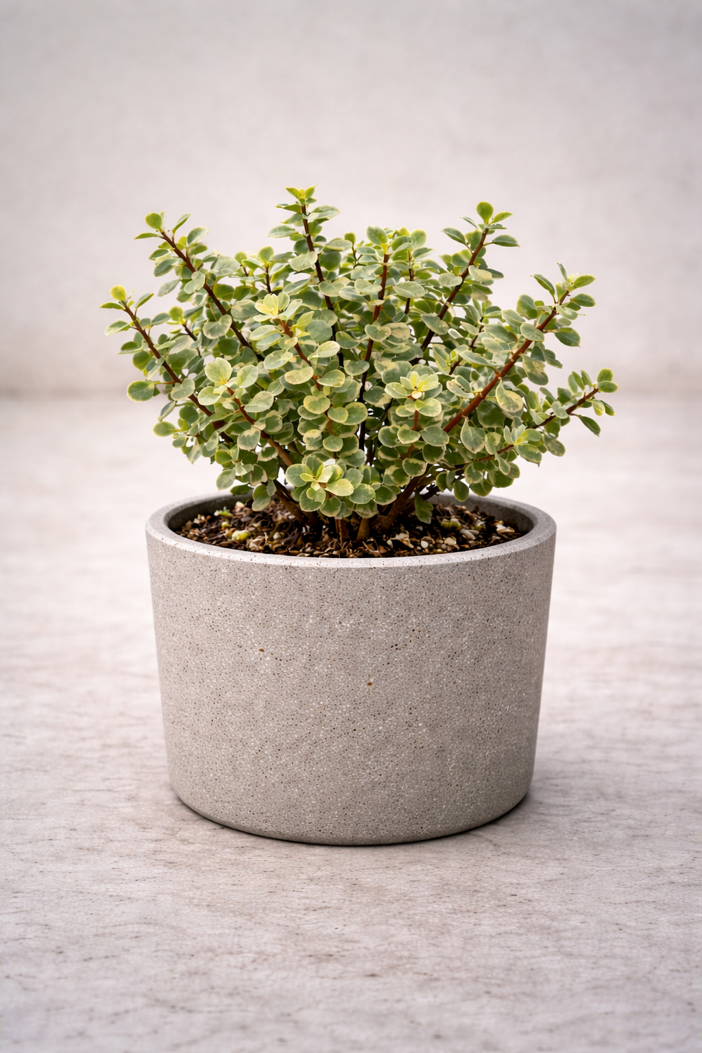 A tree in mini format: Portulacaria Afra
