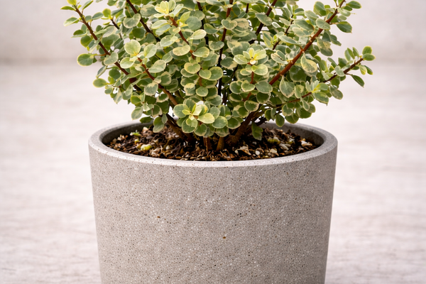 Un albero in formato mini: la Portulacaria Afra