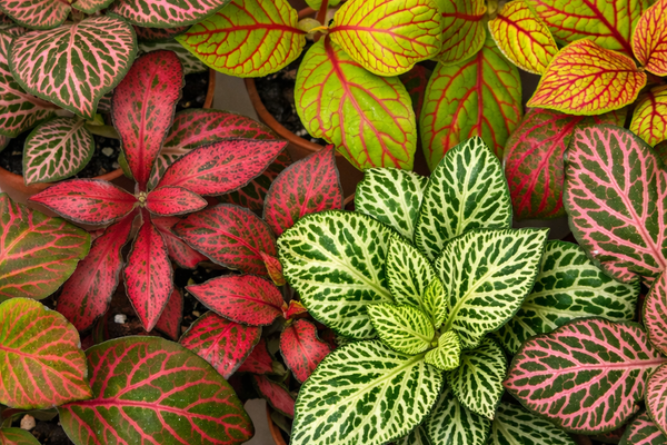 La pianta mosaico: la Fittonia