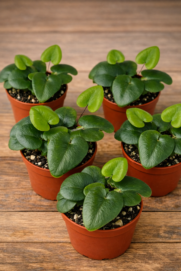 Una felce dalle foglie a cuore: l’Hemionitis Arifolia