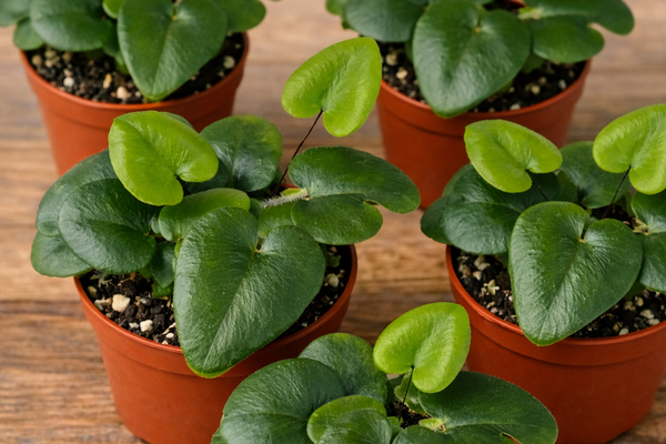 Una felce dalle foglie a cuore: l’Hemionitis Arifolia