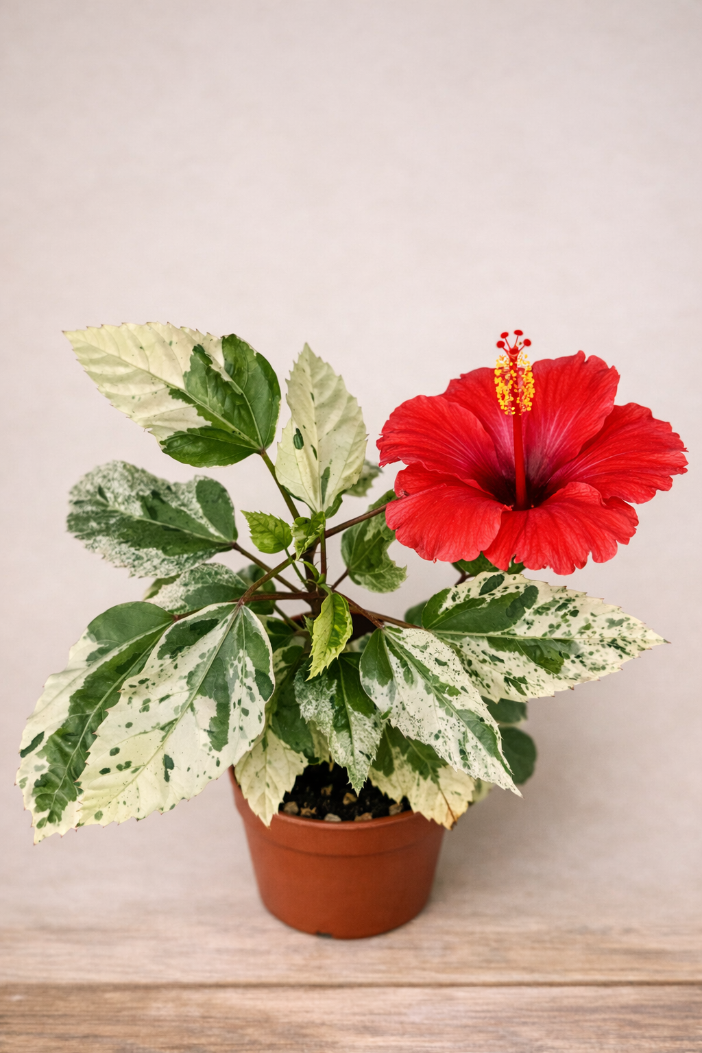 Hibiscus rosa-sinensis 'Variegata': a tropical beauty par excellence