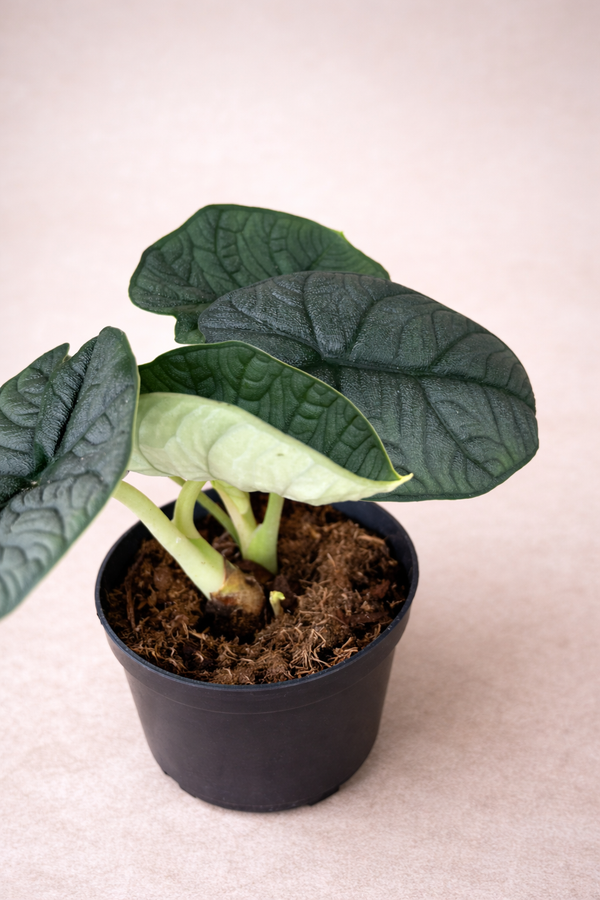 Le Alocasie: 7 consigli per non avere più problemi