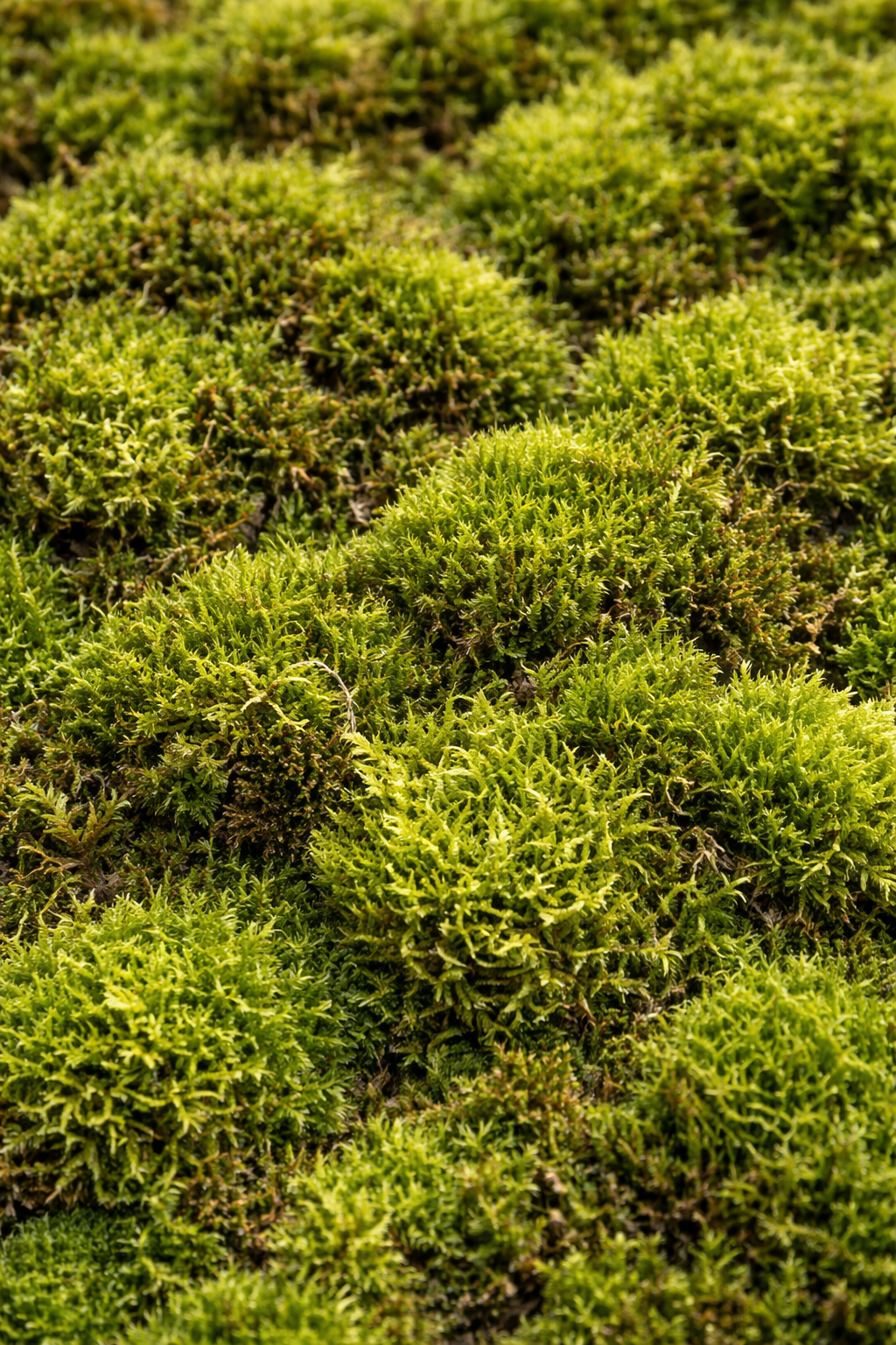 Why natural live moss is essential