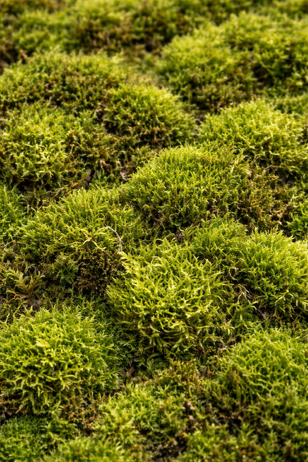 Perché il muschio naturale vivo è essenziale