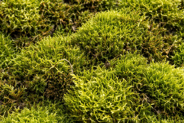 Perché il muschio naturale vivo è essenziale