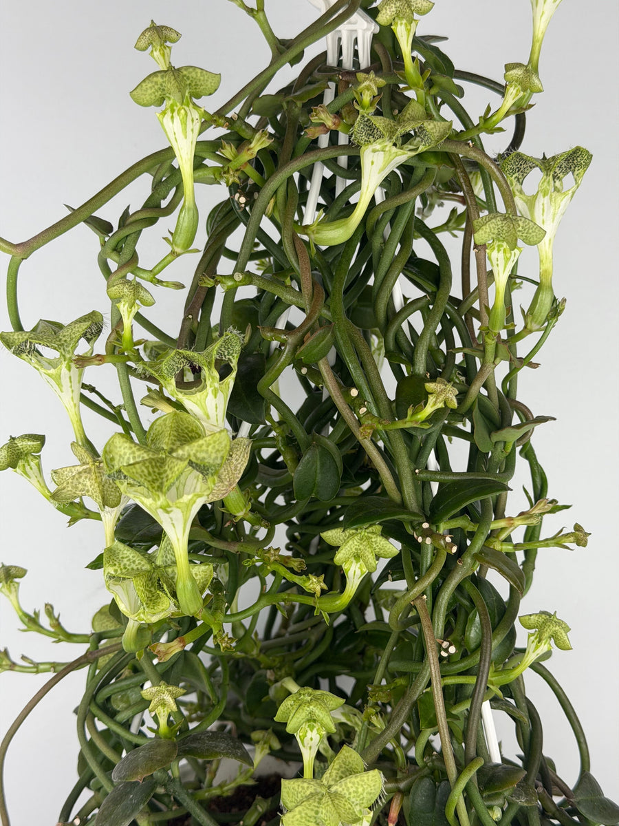 Ceropegia Sandersonii: la Pianta Paracadute
