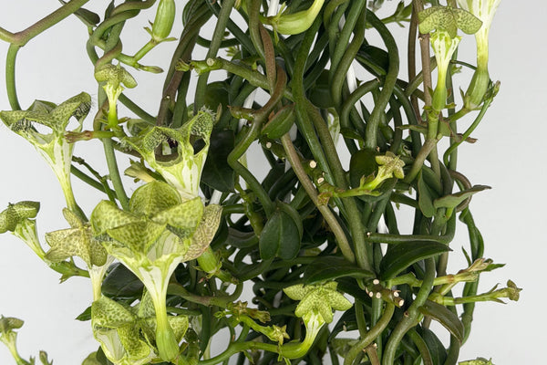 Ceropegia Sandersonii: la Pianta Paracadute