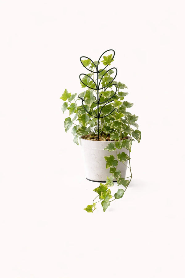 Piante rampicanti e supporti per piante: quale utilizzare e perché