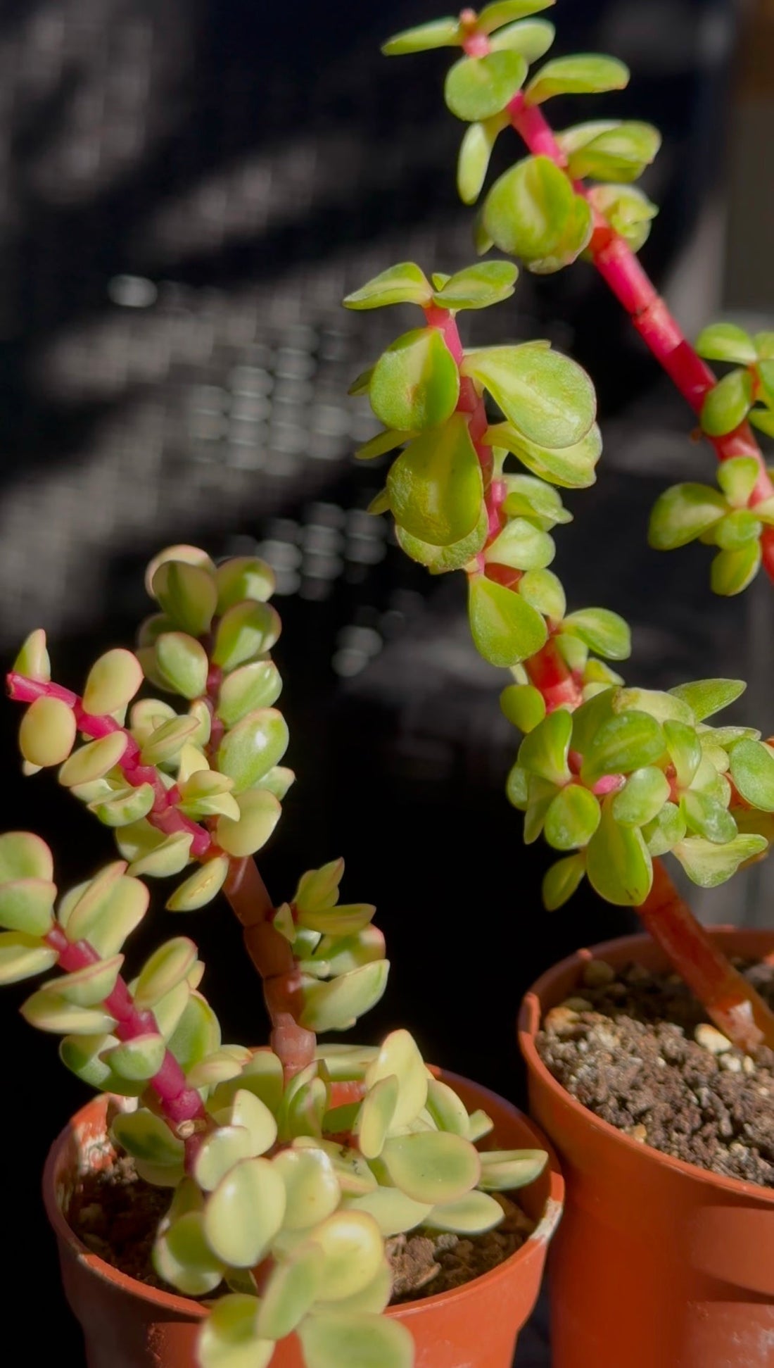 Un albero in formato mini: è la Portulacaria Afra!