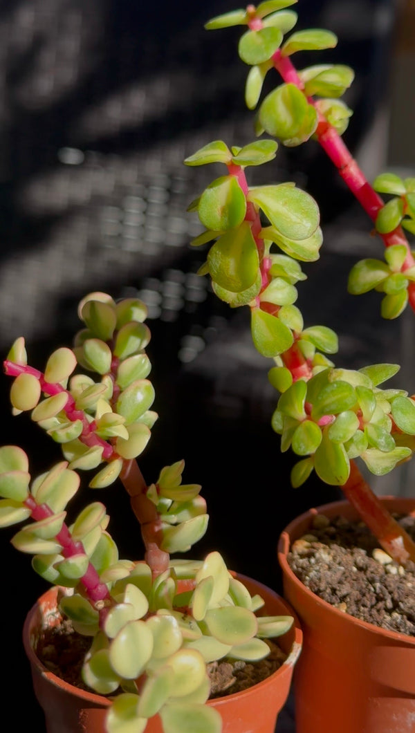 Un albero in formato mini: è la Portulacaria Afra!