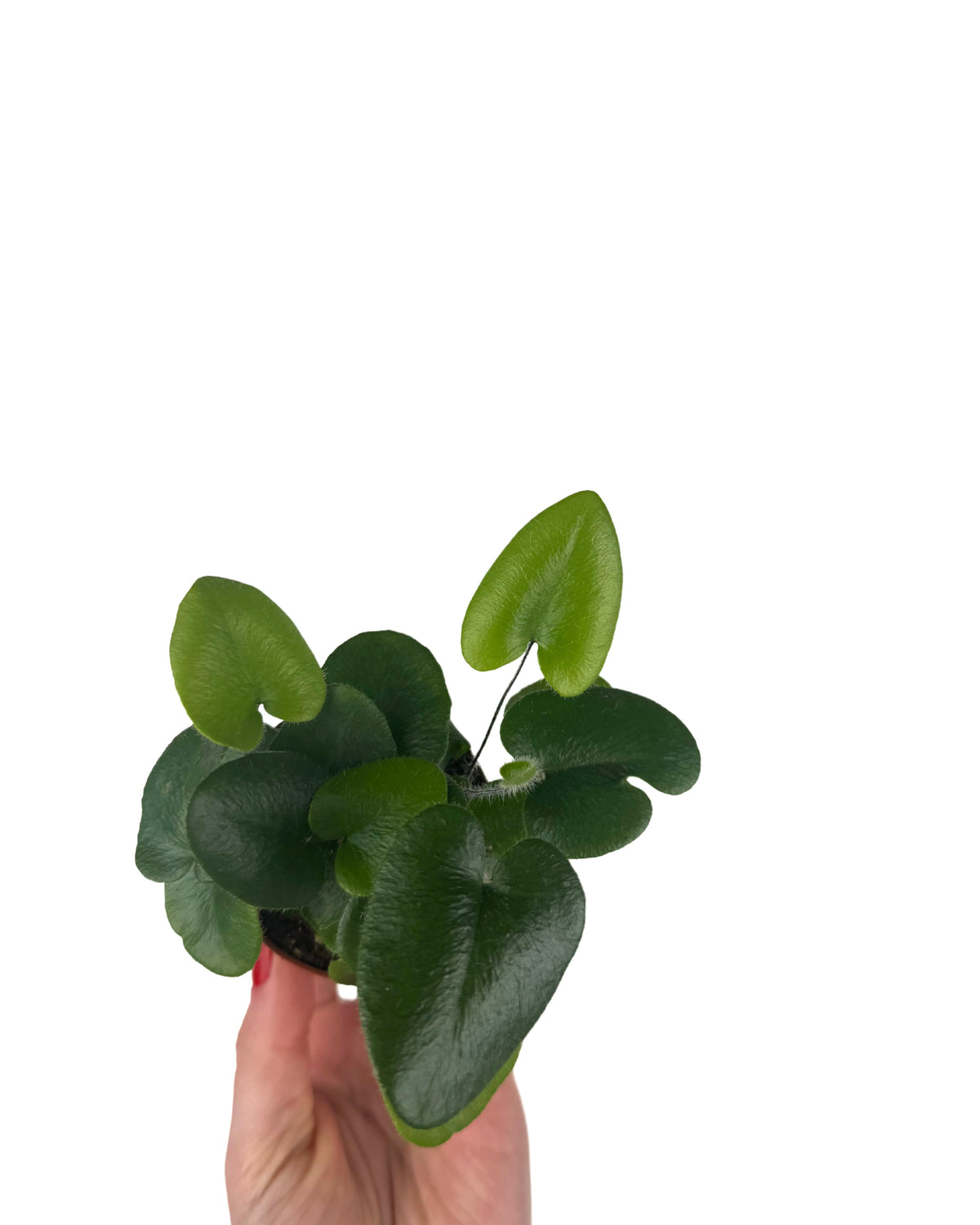 Una felce dalle foglie a cuore: l’Hemionitis Arifolia