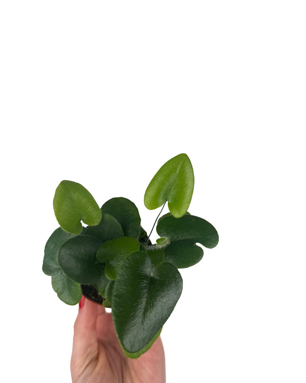 Una felce dalle foglie a cuore: l’Hemionitis Arifolia