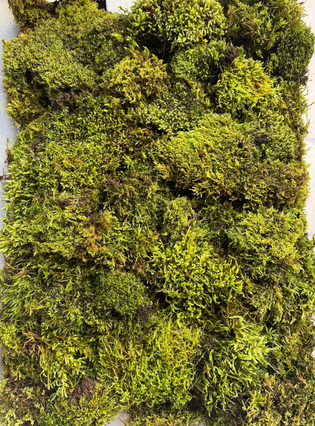 Perché il muschio naturale vivo è essenziale