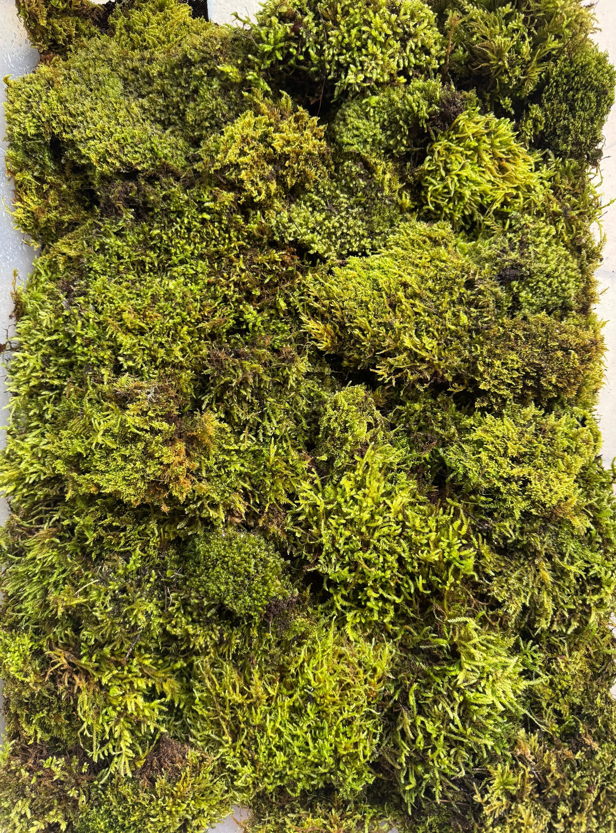 Perché il muschio naturale vivo è essenziale