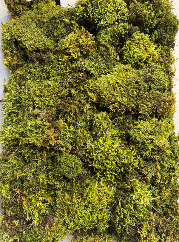 Perché il muschio naturale vivo è essenziale