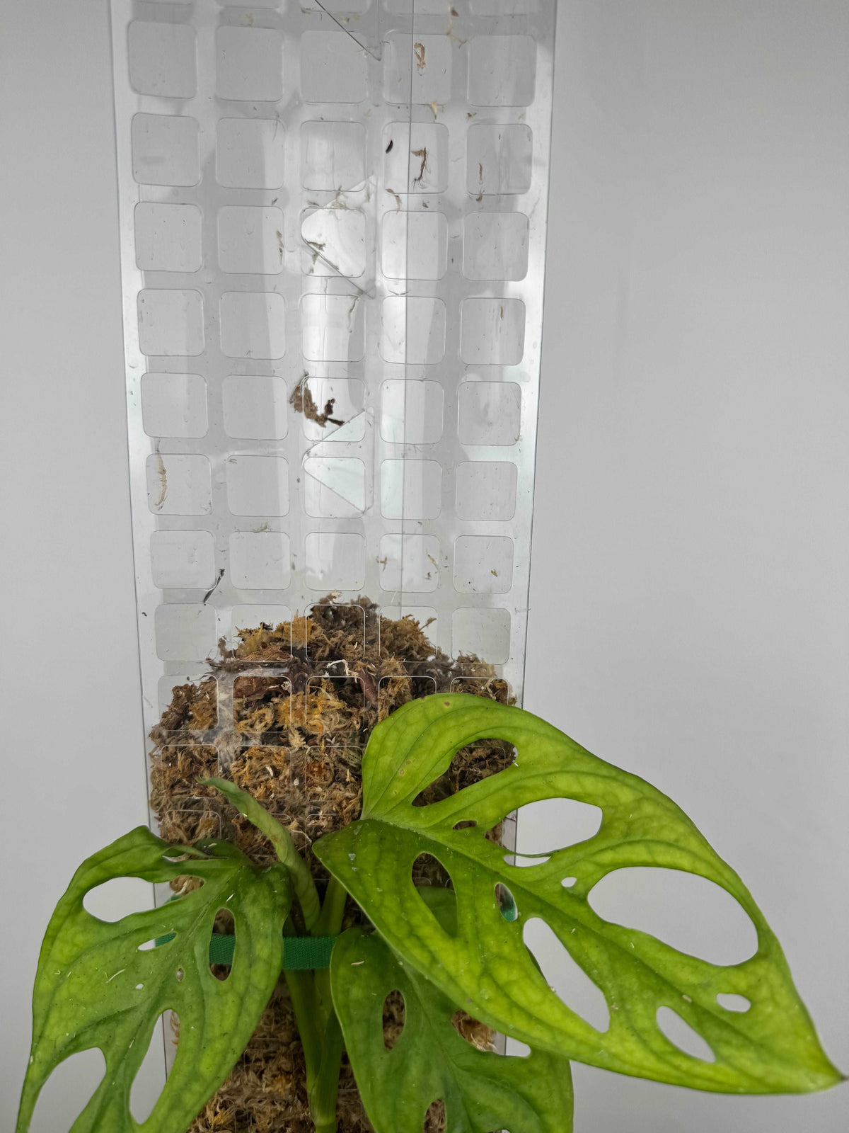 Piante rampicanti e supporti per piante: quale utilizzare e perché